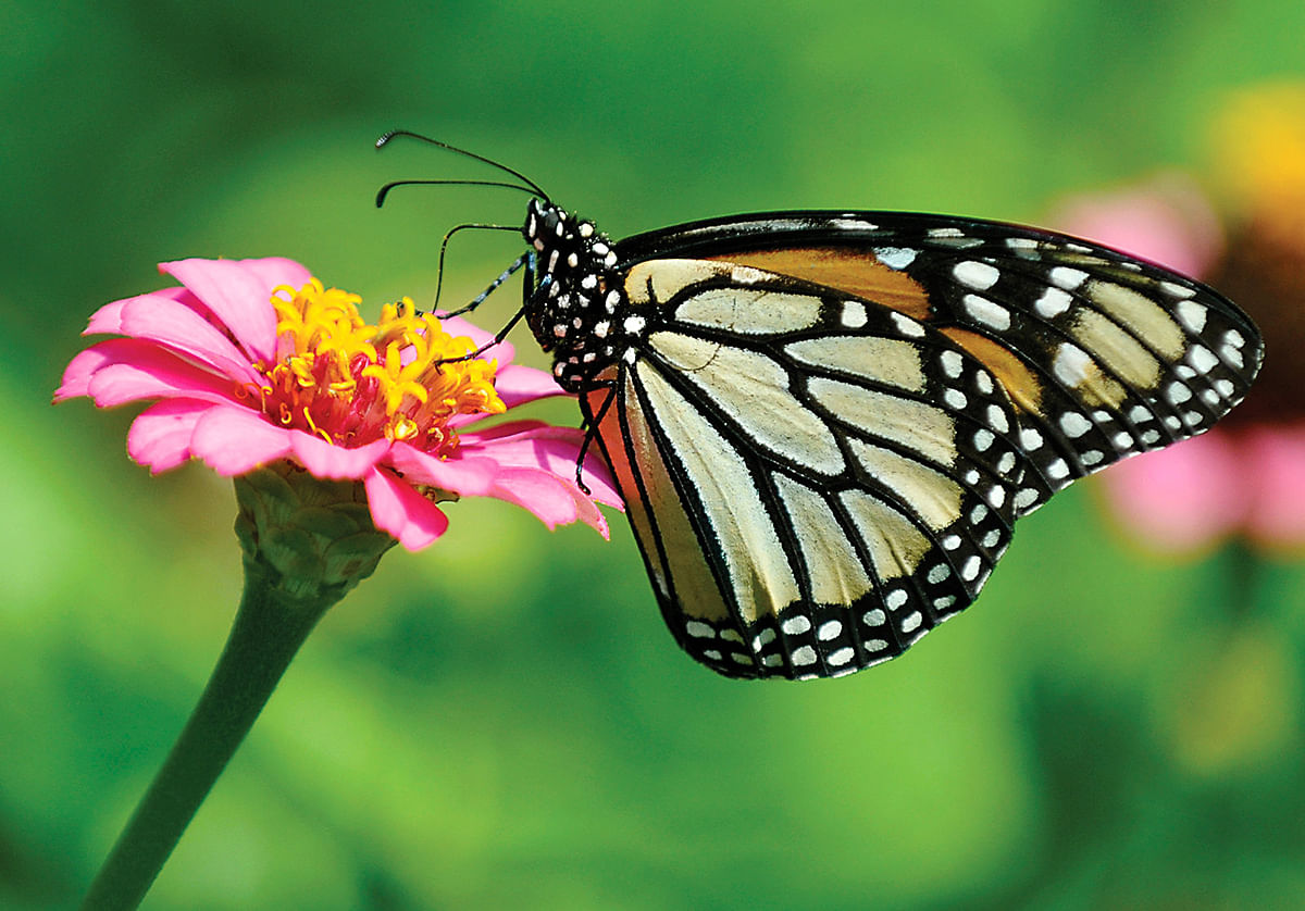 A monarch butterfly in Enid, Okla., in September. Photo: AP