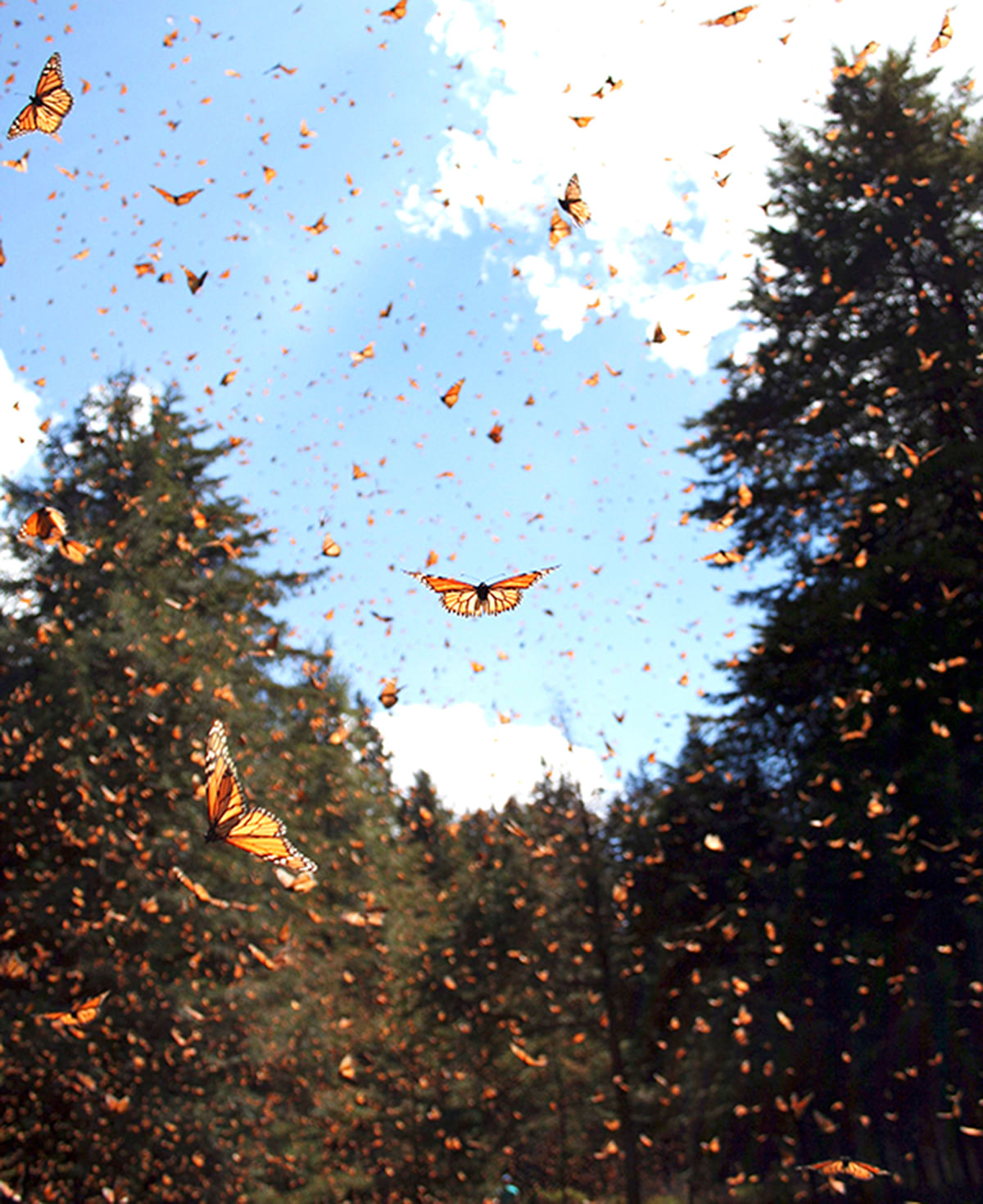 Monarch butterflies take to the sky in Mexico in this handout photo provided September 30, 2014. Photo: Reuters