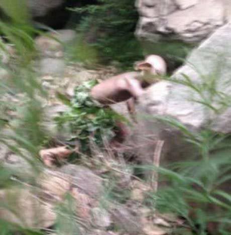 This Independent photo shows when the Chinese tourist was having a pee, a person popped up and took pictures of him and shot away