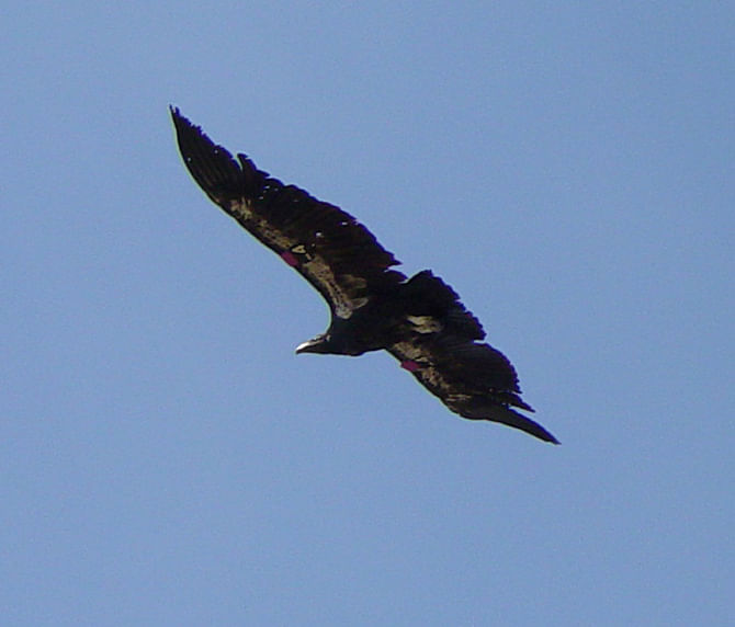 A California condor with wing tags, photographed at Grand Canyon South Rim in 2006. Photo taken from Wikipedia 