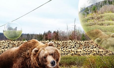 Fly-by viewing … visitors will float above bears’ heads on a cable car. The image is taken from the Guardian website.