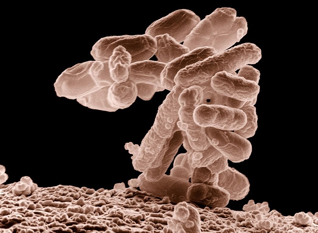 Low-temperature electron micrograph of a cluster of E. coli bacteria