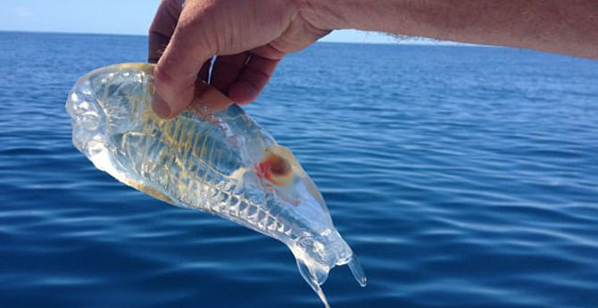 This translucent shrimp-like creature was caught swimming near the surface of the ocean off New Zealand.
