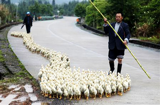 A breeder, whose business has been affected by the H7N9 bird flu virus, walks his ducks along a road in Changzhou county, Shandong province, April 24, 2013. Reuters file photo