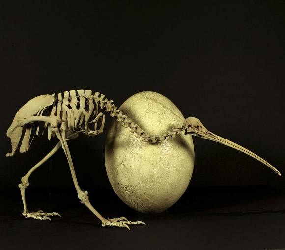 An adult brown kiwi (Apteryx australis) beside the egg of a huge elephant bird (Aepyornis maximus) is shown in this undated handout provided by Paul Scofield and Kyle Davis at the Caterbury Museum in Christchurch, New Zealand May 22, 2014. Photo: Reuters