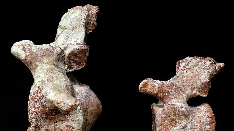 Rukwatitan bisepultus tail bones: this image shows two tail vertebrae of the newly discovered Rukwatitan bisepultus, discovered in a Tanzanian quarry. Photo taken from Los Angeles Times / Eric Gorscak / Ohio University