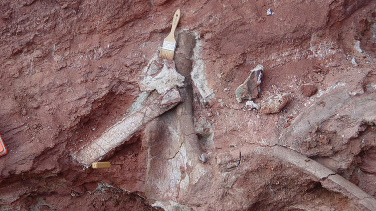 Rukwatitan bisepultus bones: the team removed the titanosaur bones from a cliff in a quarry, including the humerus (upper arm bone) and ribs. Photo taken from Los Angeles Times / Patrick O'Connor / Ohio University