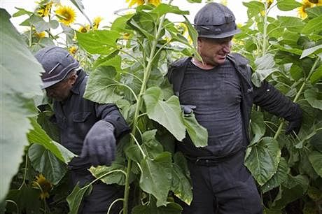 Ukrainian coal miners wade through a field of sunflowers as they search the site of a crashed Malaysia Airlines passenger plane near the village of Rozsypne, Ukraine, eastern Ukraine Friday, July 18. Photo: AP
