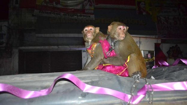 The "couple" were taken in a procession atop a flower-bedecked SUV. Photo: BBC