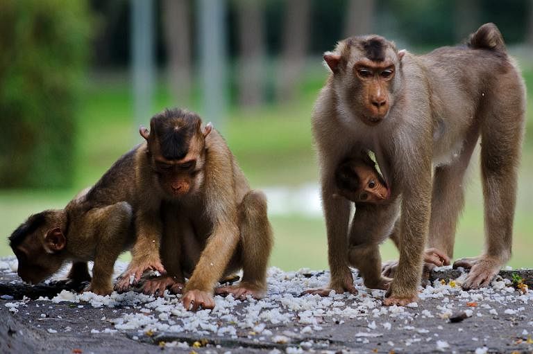 The prototype eCD4-Ig drug was tested on macaque monkeys, like these pictured in Malaysia. Photo: AFP