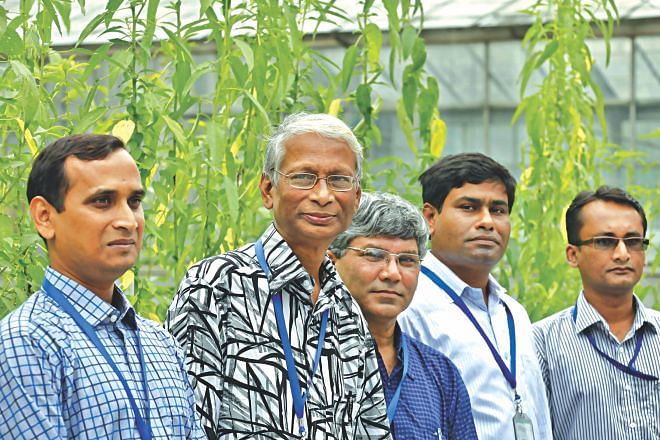 In this August 19 star photo, internationally famed geneticist Maqsudul Alam, second from left, is flanked by other scientists of jute genome project at the Bangladesh Jute Research Institute.