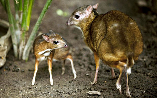 A Java mouse-deer cub, one of the world's smallest hoofed animals, and its mother at the Fuengirola Biopark, near Malaga Photo: AP