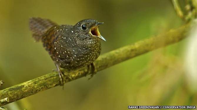 The spotted wren-babbler has a new title