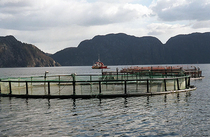 This picture taken in 2001 shows a salmon farm in Hidra, on the coast of southwest Norway. Photo: Getty Images
