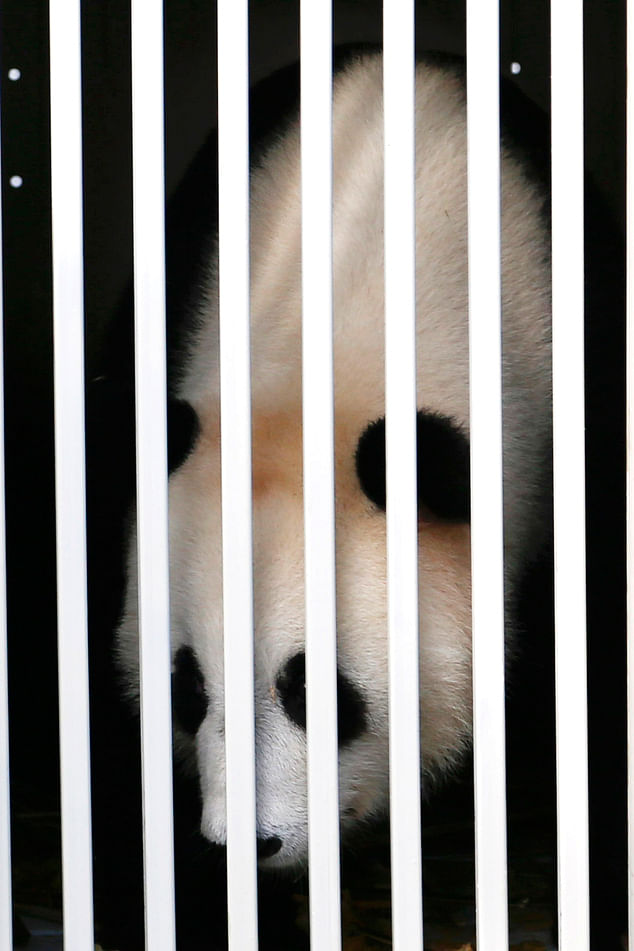 A gift: Feng Yi, one of two giant pandas from China, sits in a cage on its arrival at cargo terminal of Kuala Lumpur International Airport. Photo taken from Daily Mail
