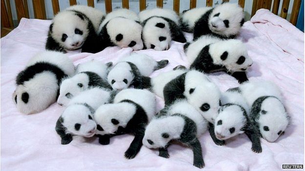 Pandas, considered one of China's national treasures, are often loaned to countries as part of 