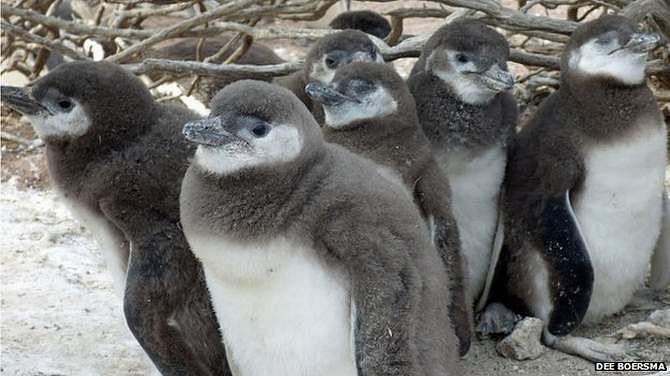 Magellanic penguin chicks huddle together for warmth in Punta Tombo, Argentina. The photo has been taken from BBC website.