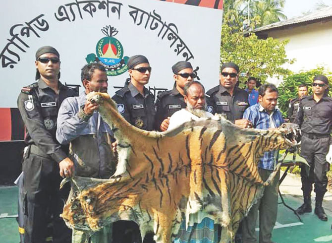 Rapid Action Battalion seized a tiger skin, head and bones from Morrelganj upazila under Bagerhat district and arrested three people in this connection on January 13, 2015. PHOTO: STAR