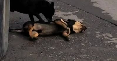 Video footage shows the dog pushing and nudging the dead animal. Photo: Independent