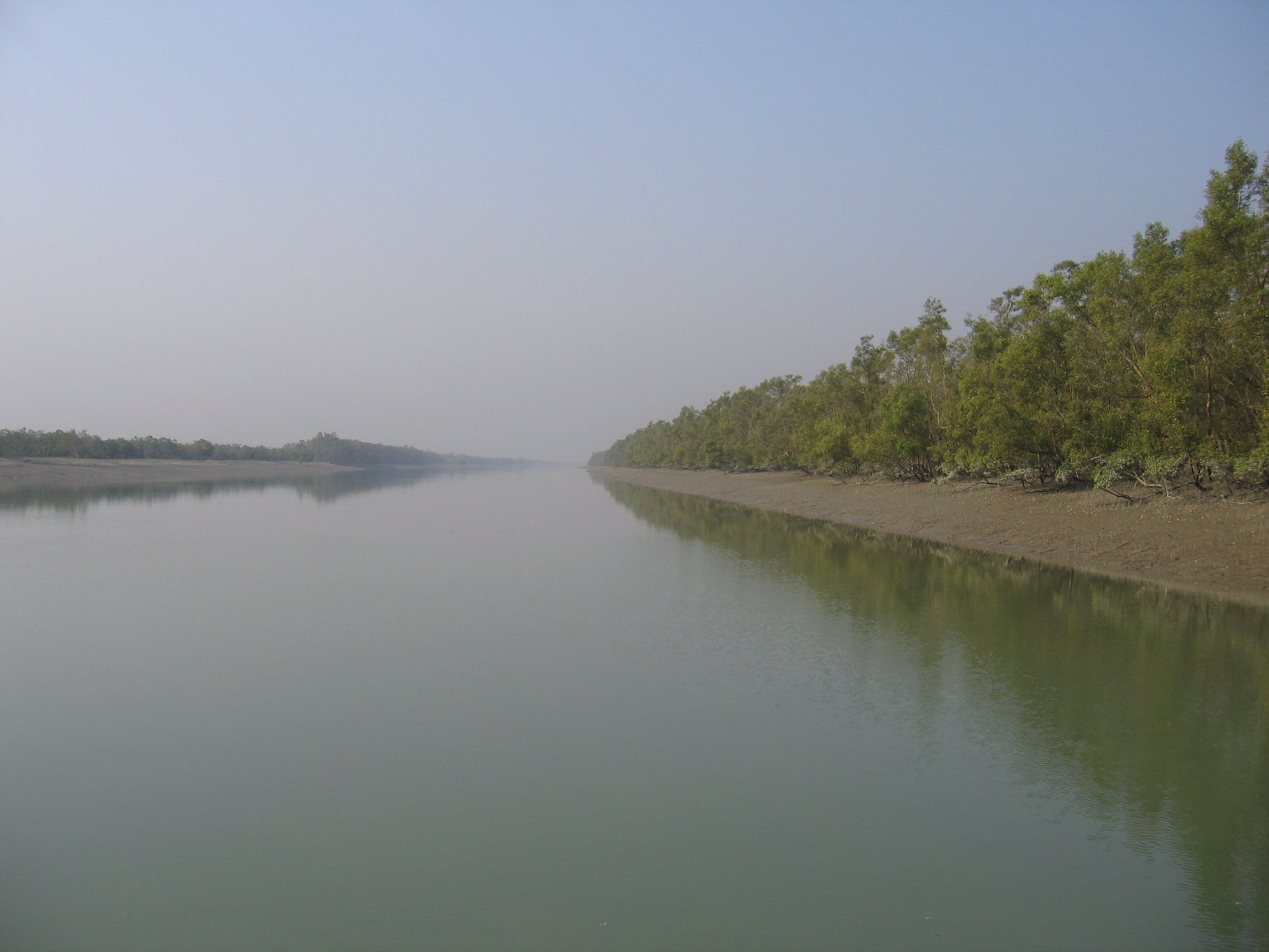 A river in Sundarbans