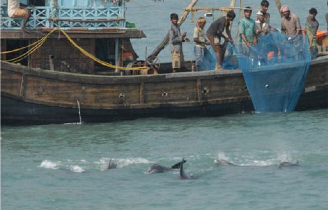 This undated photo shows dolphins playing near the fishermen on trawler who were catching fishes at Swatch of No Ground  