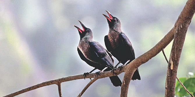 A pair of crows atop the branch of a tree in Ramna Park try to deal with the sweltering heat yesterday, keeping their beaks open and slightly extending their wings. Photo: Sk Enamul Haq