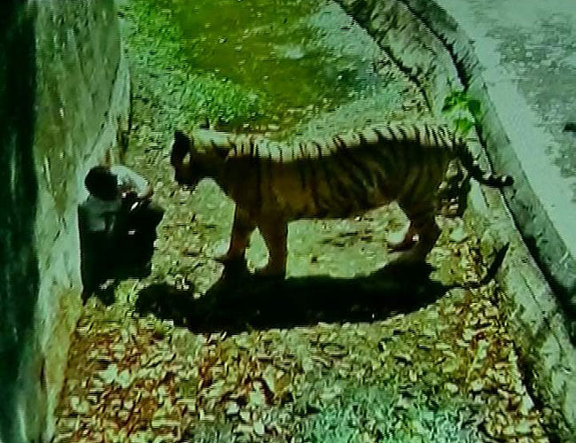 A class 12 student was killed by a white tiger in Delhi Zoo. 