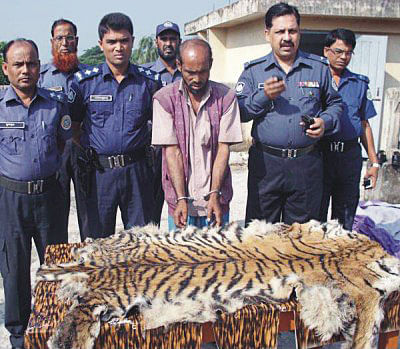 This STAR photo taken on December 8, 2011 shows poacher Nabi Hossain arrested with the skin of a tiger from Mothbaria bus stand in Mothbaria upazila of Pirojpur district. Hailing from Sharankhola upazila in Bagerhat, Nabi was earlier held several times for similar crimes.