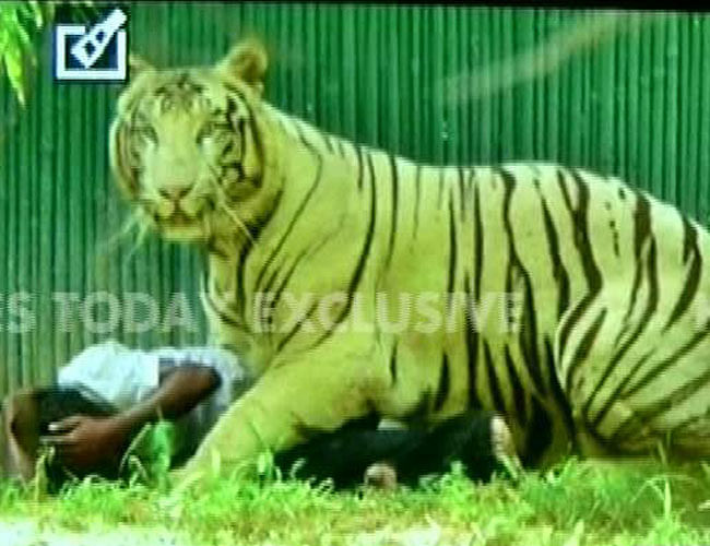 Some eyewitnesses claim that that the barricade was low and the tiger jumped on the young boy. 