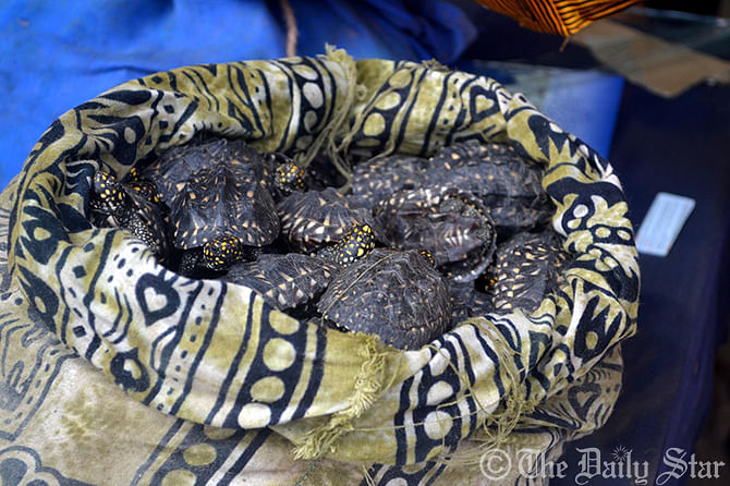 Law enforcers seize around five hundred tortoises at Singra bus station in Magura on Thursday. Photo: Star