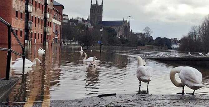 Swans wander down a flooded street in Worcester. Photo: BBC