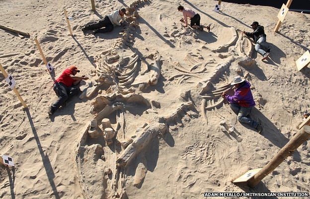 The skeletons are remarkably complete, having being subjected to very little scavenging at death